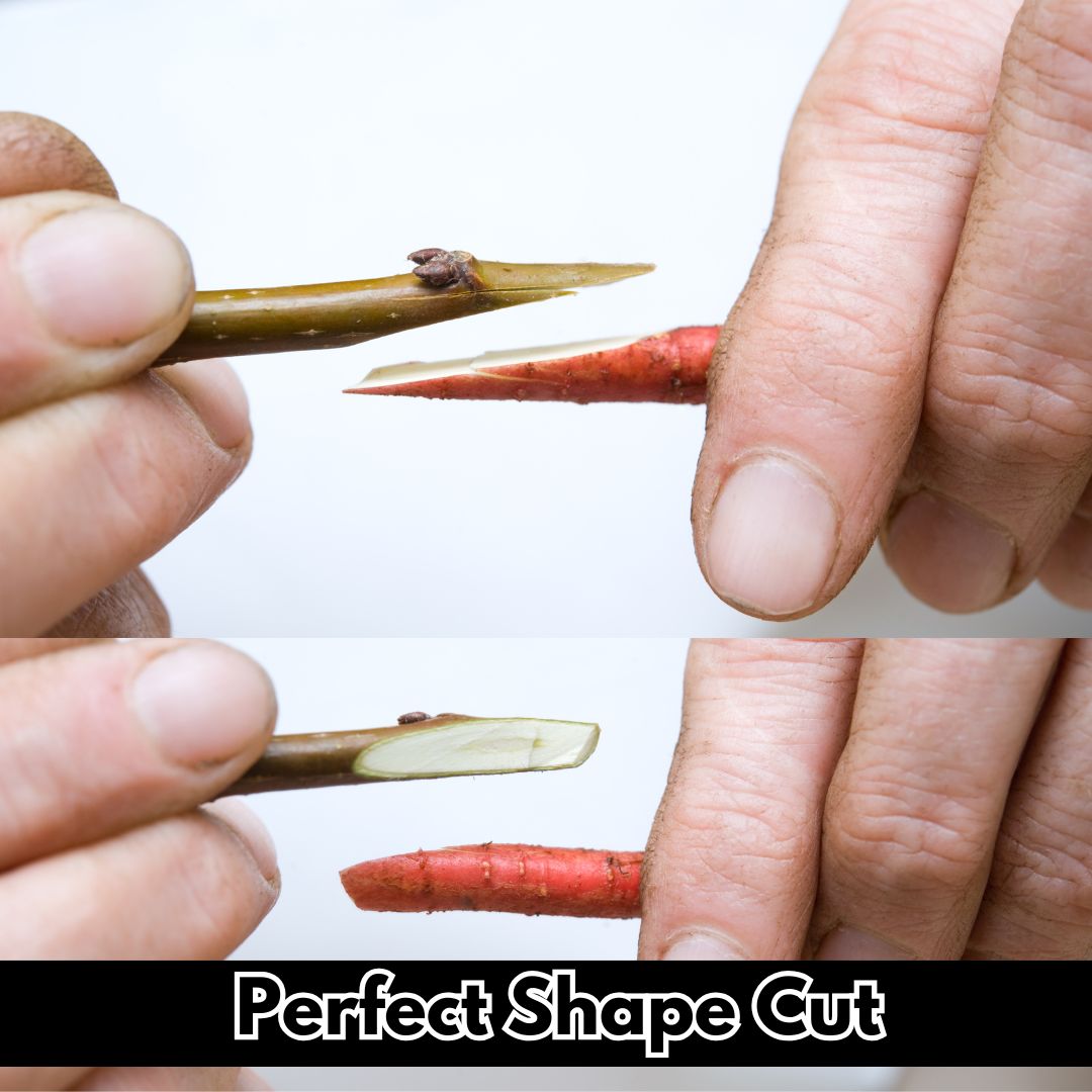 Grafting Cutter Set + Free Grafting Tape