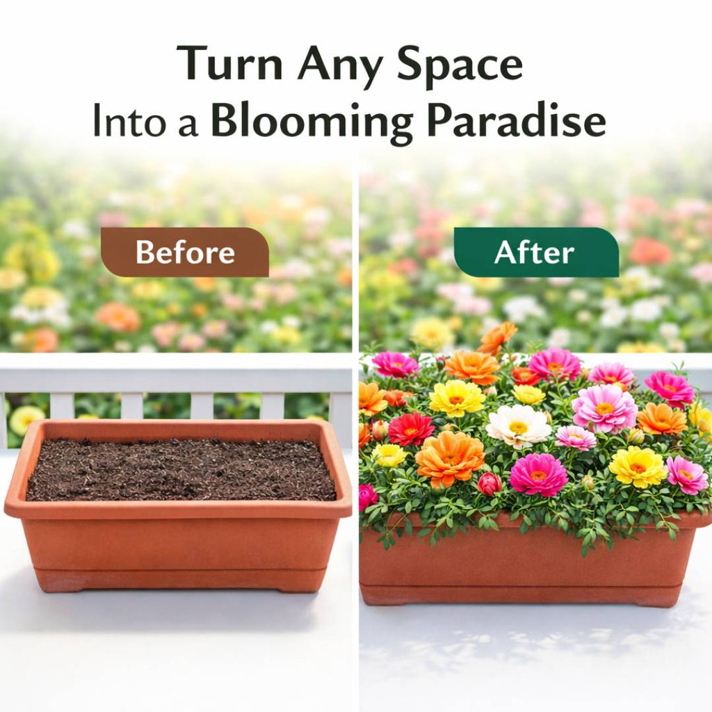 Moss Rose Perennial Flower Seeds With Free Plant Growth Supplement Liquid