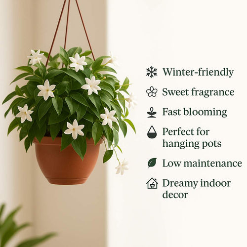 Jasmine Flower Seeds | BUY 1 GET 2 FREE!