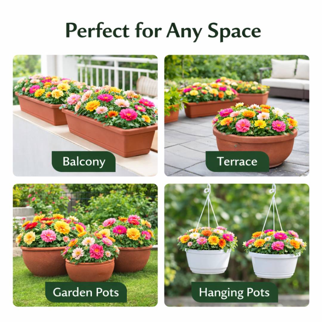 Moss Rose Perennial Flower Seeds With Free Plant Growth Supplement Liquid