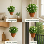 Jasmine Flower Seeds | BUY 1 GET 2 FREE!